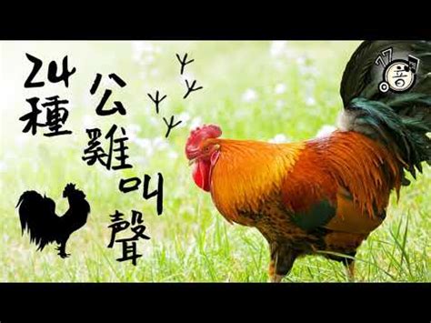 公雞啼鳴意思|詞語:雞鳴 (注音:ㄐㄧ ㄇㄧㄥˊ) 